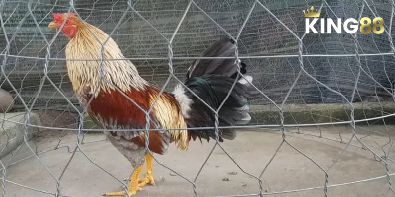  Cách chọn chiến kê dựa theo màu mạng gà đá