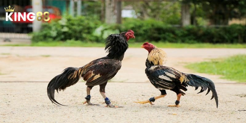 Cách nhận định và dự đoán trong đá gà Asil