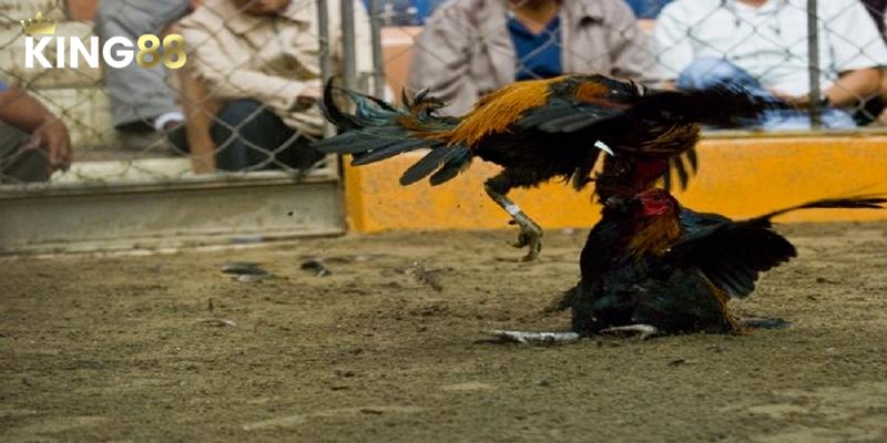 Đá Gà Asil - Tổng Quan Từ A Đến Z Cho Tân Binh 1 Đá Gà Asil - Hướng Dẫn Chi Tiết Từ A Đến Z Cho Bạn