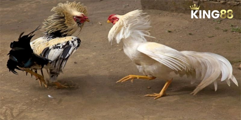 Đá Gà C2 - Nhận Định Trận Đấu Và Cách Chơi Luôn Thắng 1 Đá Gà C2 - Tổng Quan Và Phân Tích Chiến Thuật Toàn Diện