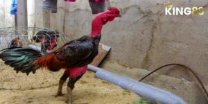 Đá Gà Chọi - Bí Kíp Chiến Thắng Và Hướng Dẫn Cụ Thể