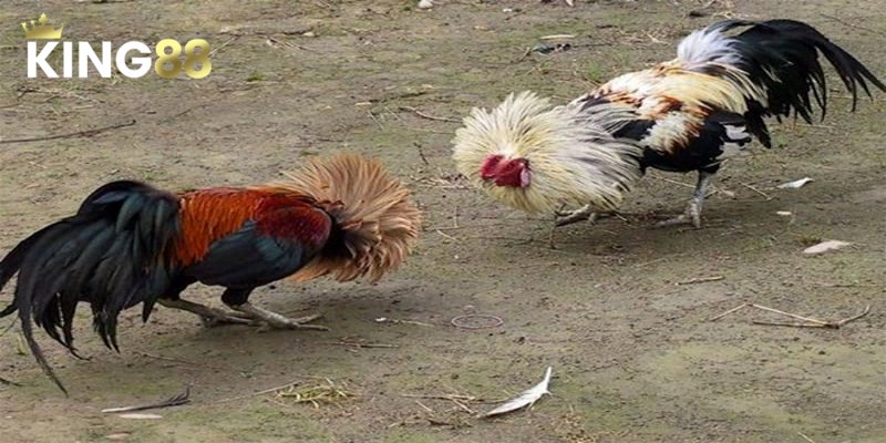 Đá gà chọi có sức hút rất lớn