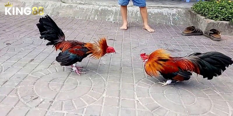 Giới thiệu về đá gà C2