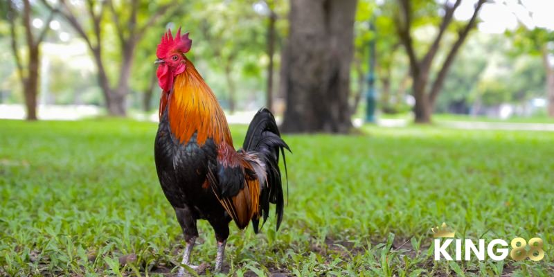 Màu Mạng Gà Đá - Lựa Chọn Chiến Kê Làm Chủ Cuộc Chơi 1 Màu Mạng Gà Đá Và Bí Quyết Lựa Chọn Chiến Kê Để Thắng