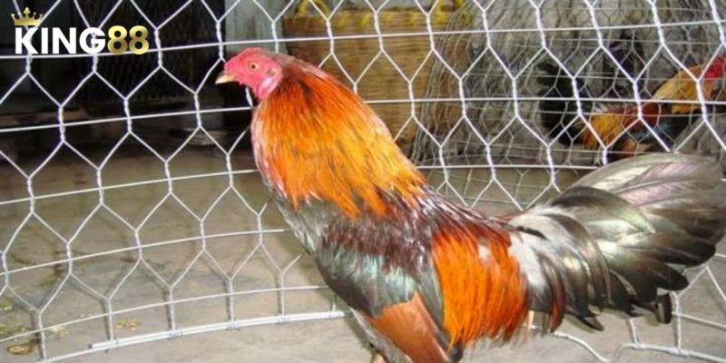 Phân tích mối liên hệ giữa màu mạng gà đá và sức mạnh chiến kê