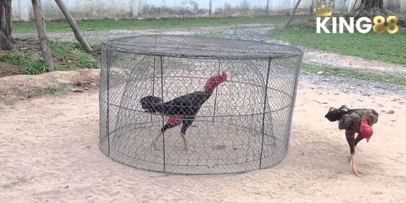 Phân tích những kỹ thuật đá gà chọi chuẩn nhất