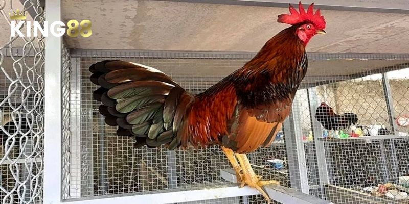 Tìm hiểu nguồn gốc và lịch sử của giống gà Asil