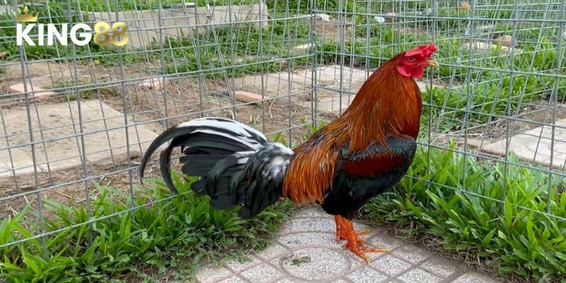 Tìm hiểu về màu mạng gà đá và ý nghĩa