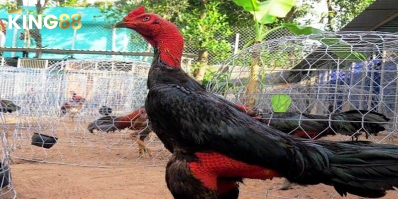 Bí Kíp Xem Ngày Đá Gà Chuẩn Xác - Kinh Nghiệm Từ Chuyên Gia King88 1 Xem Ngày Đá Gà Chuẩn Xác - Bí Quyết Giúp Bạn Thắng Lợi